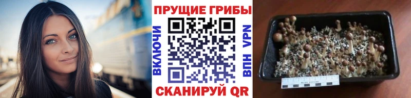 Галлюциногенные грибы Cubensis  Иноземцево 